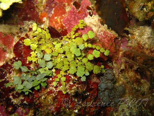 algue Halimeda sp.JPG